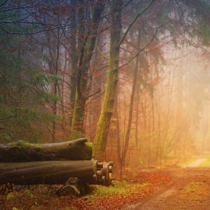 Bild von SORGE FÜR DIE UMWELT UND EINE GESUNDE ZUKUNFT